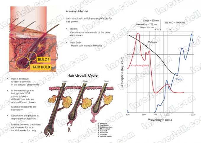 máquina da remoção do cabelo do laser do Alexandrite de 10Hz SHR para o Facial/corpo/pé